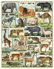 Puzzle 1000 pièces animaux 55 x 70 cm