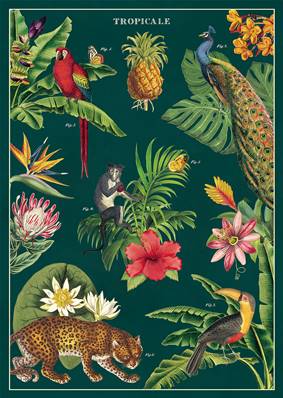Poster - affiche Cavallini 50 x 70 cm tropical