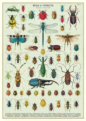 Poster - affiche Cavallini 50 x 70 cm insectes