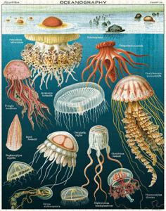 Poster - affiche Cavallini 50 x 70 cm meduses