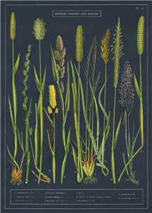 Poster - affiche Cavallini 50 x 70 cm herbes des jardins