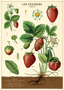 Poster - affiche Cavallini 50 x 70 cm fraises