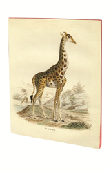 Carnet Museum piqures girafe A5 48 pages