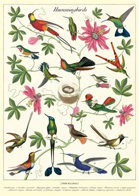 Poster - affiche Cavallini 50 x 70 cm colibri