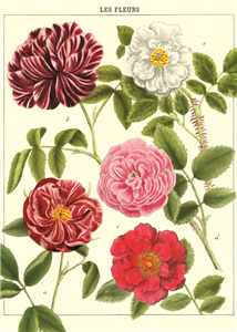 Poster - affiche Cavallini 50 x 70 cm fleurs 2