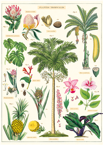 Poster - affiche Cavallini 50 x 70 cm plantes tropicales