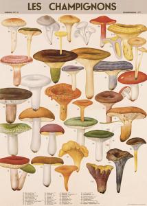 Poster - affiche Cavallini 50 x 70 cm champignons