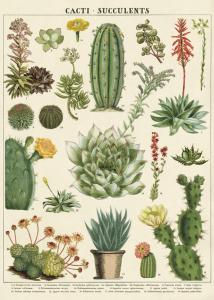 Poster - affiche Cavallini 50 x 70 cm cactus & succulentes