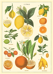 Poster - affiche Cavallini 50 x 70 cm citrons