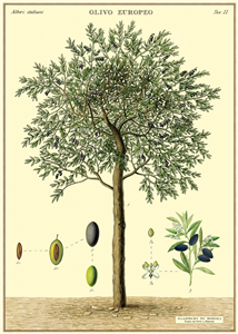 Poster - affiche Cavallini 50 x 70 cm olivier