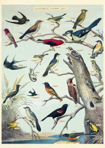 Poster - affiche Cavallini 50 x 70 cm oiseaux vintage par audubon