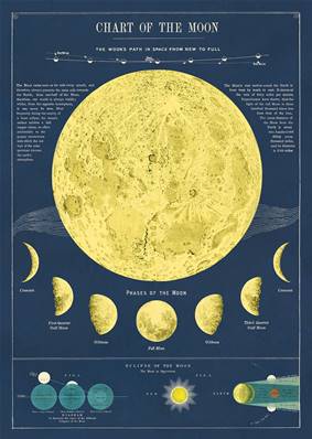 Poster - affiche Cavallini 50 x 70 cm phases de la Lune
