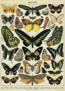 Poster - affiche Cavallini 50 x 70 cm papillons