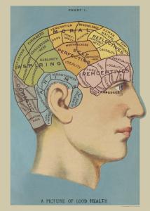 Poster - affiche Cavallini 50 x 70 cm cerveau