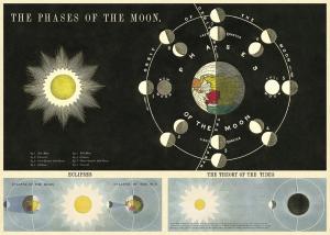 Poster - affiche Cavallini 50 x 70 cm phases de la lune
