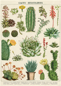 Poster - affiche Cavallini 50 x 70 cm cactus & succulentes