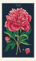 TORCHON PIVOINE 100% COTON