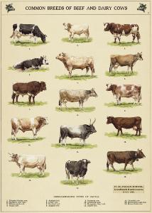 poster - papier cadeau cavallini planche vache