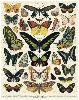 Puzzle 1000 pièces papillons 55 x 70 cm