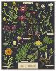 Puzzle 1000 pièces herbarium 55 x 70 cm
