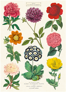 poster - affiche cavallini botanique 2