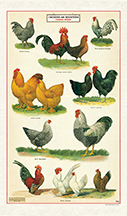 TORCHON POULES 100% COTON