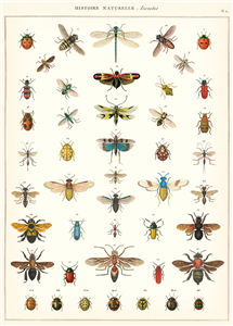 Poster - affiche Cavallini 50 x 70 cm histoire naturelle insectes