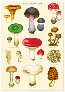 poster - affiche cavallini champignons 2