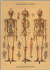Poster - affiche Cavallini 50 x 70 cm squelette
