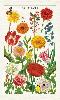 Torchon jardin botanique 100% coton