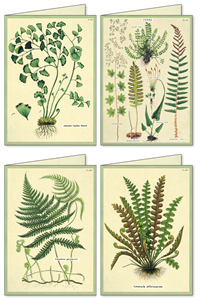 SET DE CARTES & D'ENVELOPPES FOUGERES