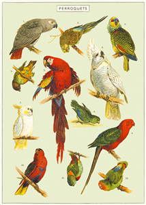 poster - affiche cavallini perroquet