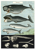 Poster - affiche Cavallini 50 x 70 cm baleines