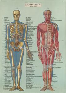 poster - papier cadeau cavallini serie anatomie en alglais