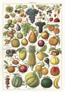 poster - affiche cavallini fruits