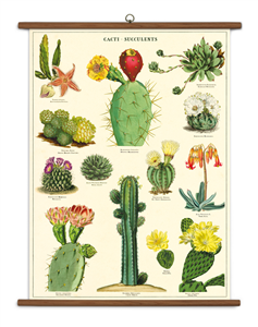 TABLEAU SCOLAIRE SUCCULENTES