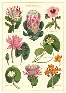 poster - affiche cavallini fleurs tropicales