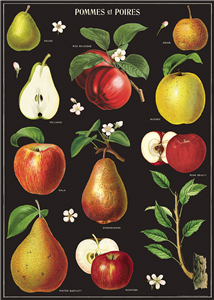 poster - affiche cavallini pommes