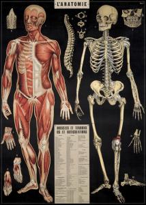 Poster - affiche Cavallini 50 x 70 cm anatomie