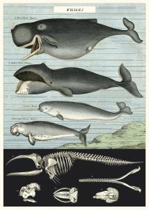 poster - affiche cavallini baleines