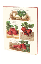 CAHIER RADIS VINTAGE A5 PIQURES 48 PAGES