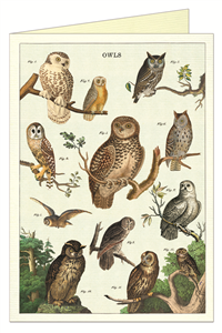 CARTE POSTALE DOUBLE + ENVELOPPE CAVALLINI HIBOUX