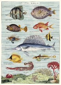 poster - affiche cavallini poissons 2