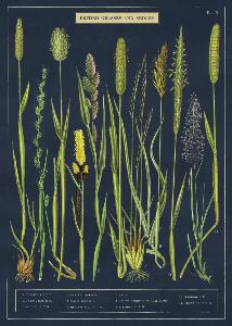 poster - affiche cavallini herbes des jardins