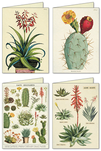 SET DE CARTES & D'ENVELOPPES SUCCULENTES