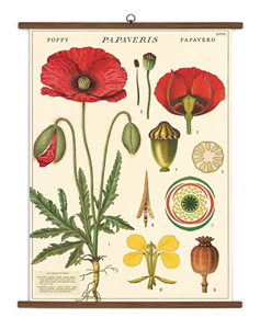TABLEAU SCOLAIRE BOTANIQUE