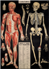 poster - affiche cavallini anatomie
