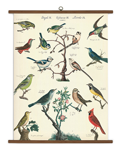 TABLEAU SCOLAIRE OISEAUX