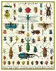 Puzzle 1000 pièces insectes 55 x 70 cm