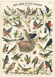 poster - affiche cavallini oiseaux